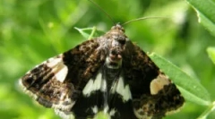 Метелик scoop: що це таке і як боротися